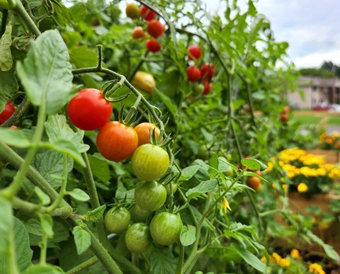 a bunch of tomatoes are hanging from a vine